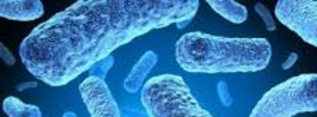 Bacteria.jpg